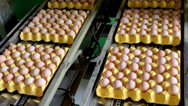 Poor Eggshell Quality? Master 3 Dimensions to Perfect Your Eggshells