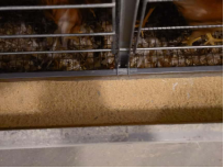 Key Processes and Common Issues of chicken feed