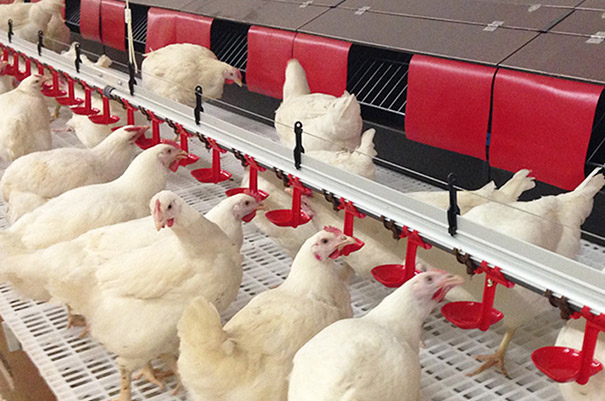 Breeder Floor Raising System