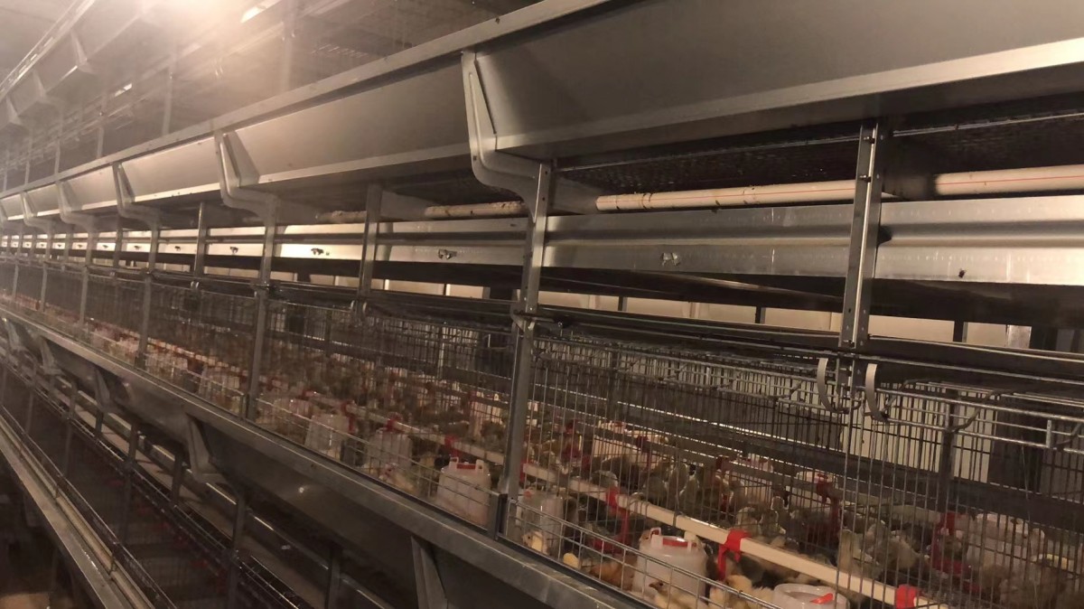 H Frame Pullet Cage