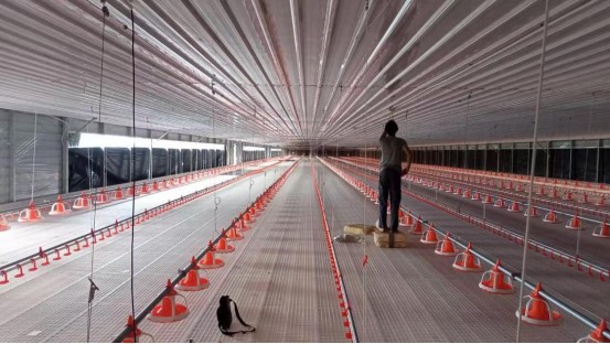 80,000 Modern Broiler Farm in Malaysia