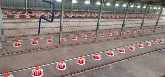 100,000 Modern Broiler Farm in Nigeria