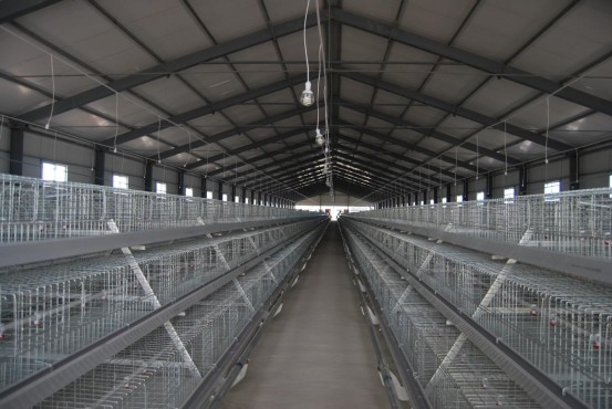 20,000 A Frame Pullet Farm in Uganda