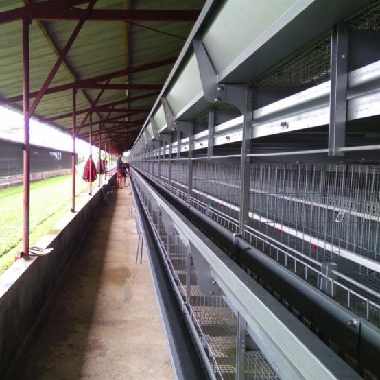 Modern Pullet Farm Project in Indonesia