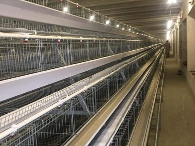 A Frame Automatic Layer Cages in Ghana