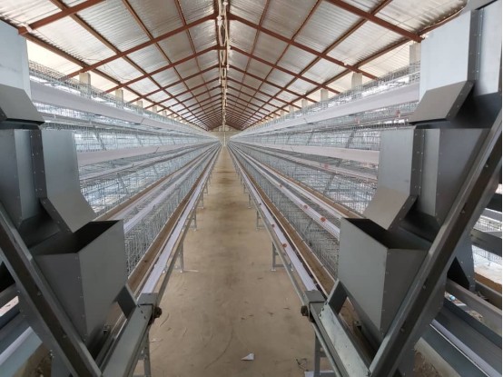 Automatic Poultry Farm Project in Kenya