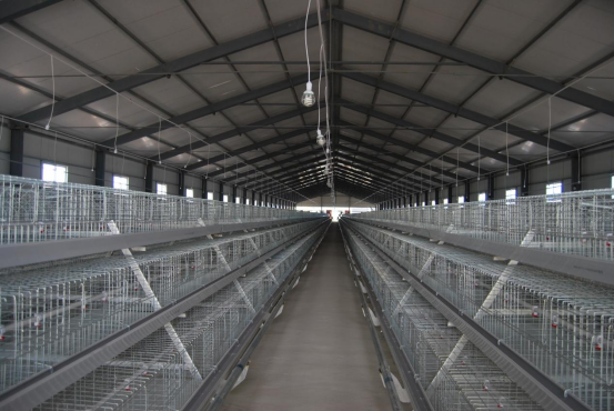 A Frame Pullet Cage
